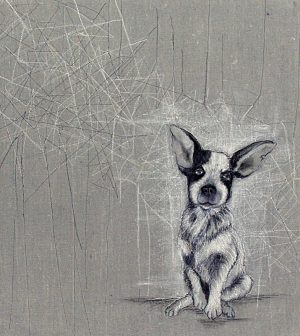 Blue Heeler